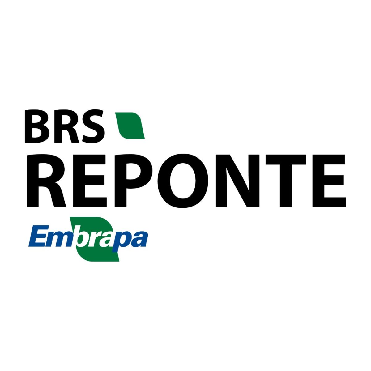 Semente Trigo BRS REPONTE